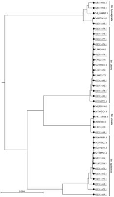 Diversity of Streptococcus spp. and genomic characteristics of Streptococcus uberis isolated from clinical mastitis of cattle in Bangladesh